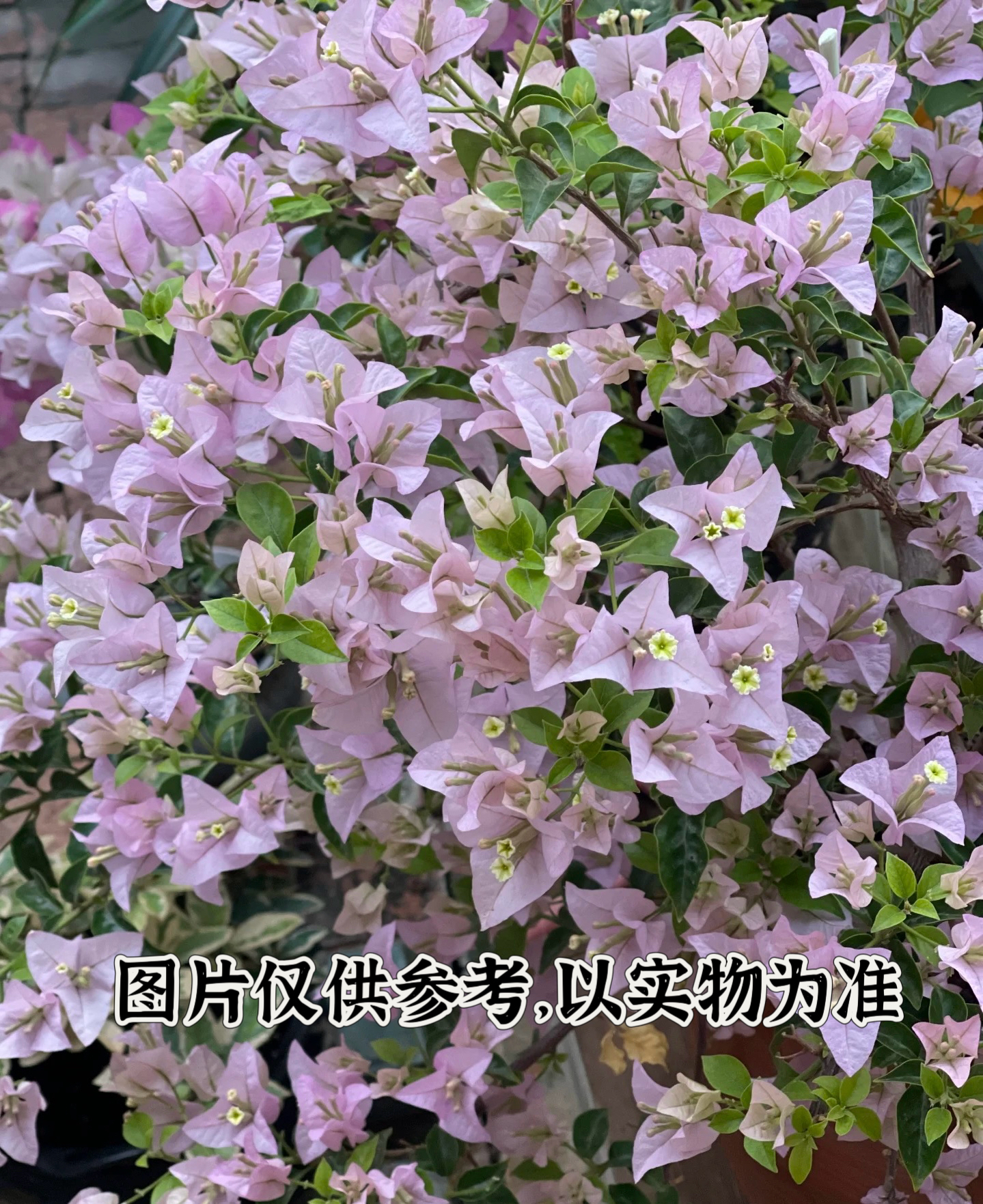 【苹果花】三角梅花卉勤花四季开花基地直发
