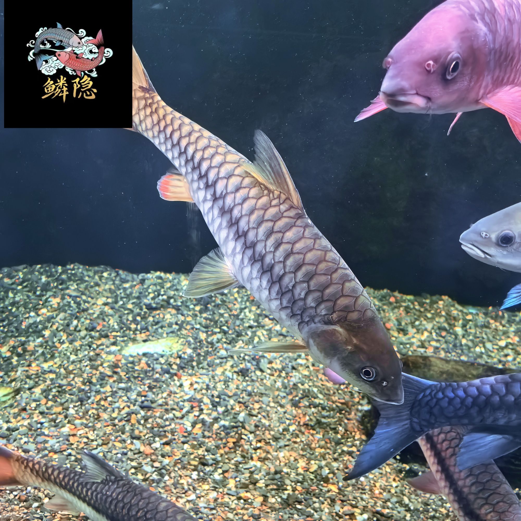 喜马拉雅皇室金 金色系原生鱼观赏鱼