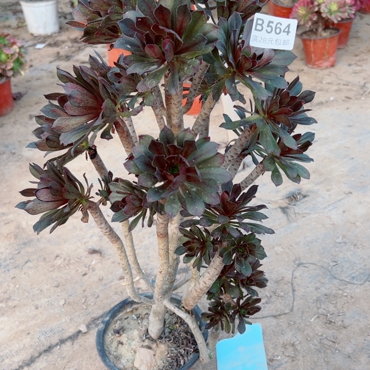 564灰法师多肉有掉头一个