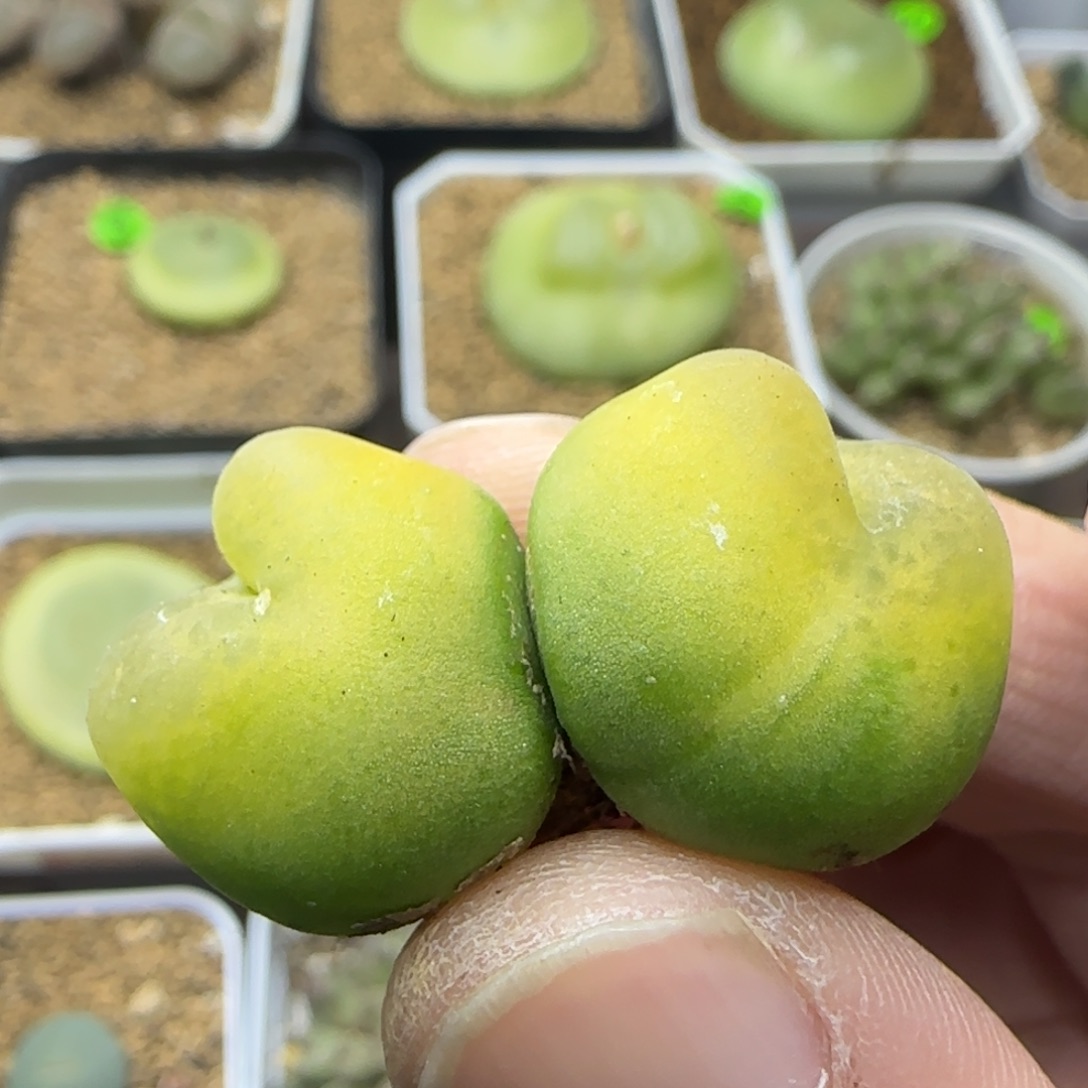 漂漂亮亮多肉植物115