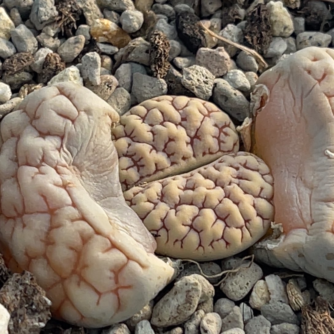 8840红纹凹凸脑纹189一颗