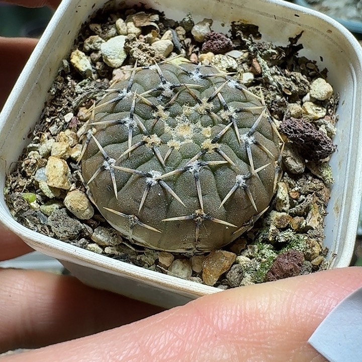 478黑刺怪龙丸带盆发货