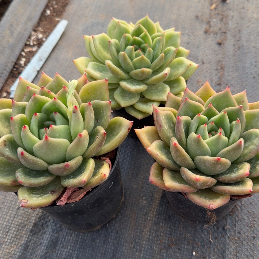 22-28黄金体东云杂交梦露三颗脱土发货量拍