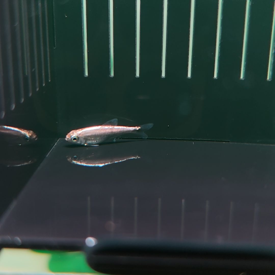 灯科鱼白金赤霞（带黑点）