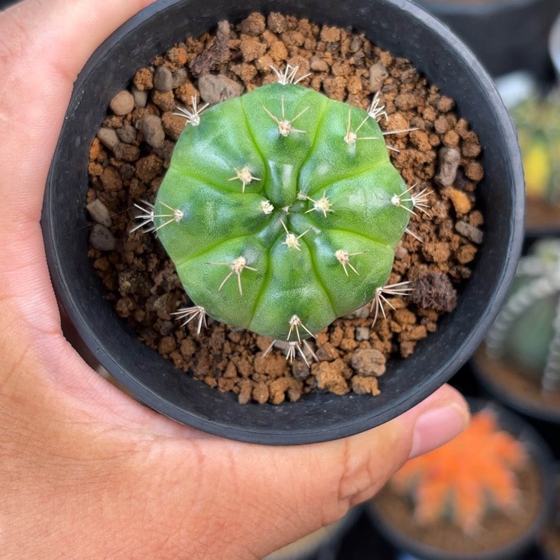 泰系米哈仙人球50