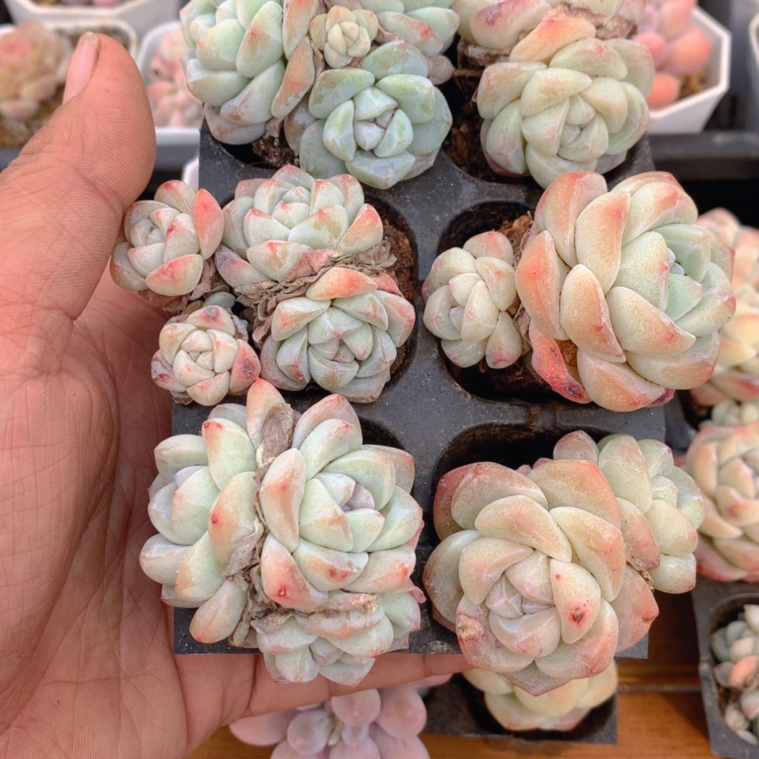 精控冰玉组合6颗