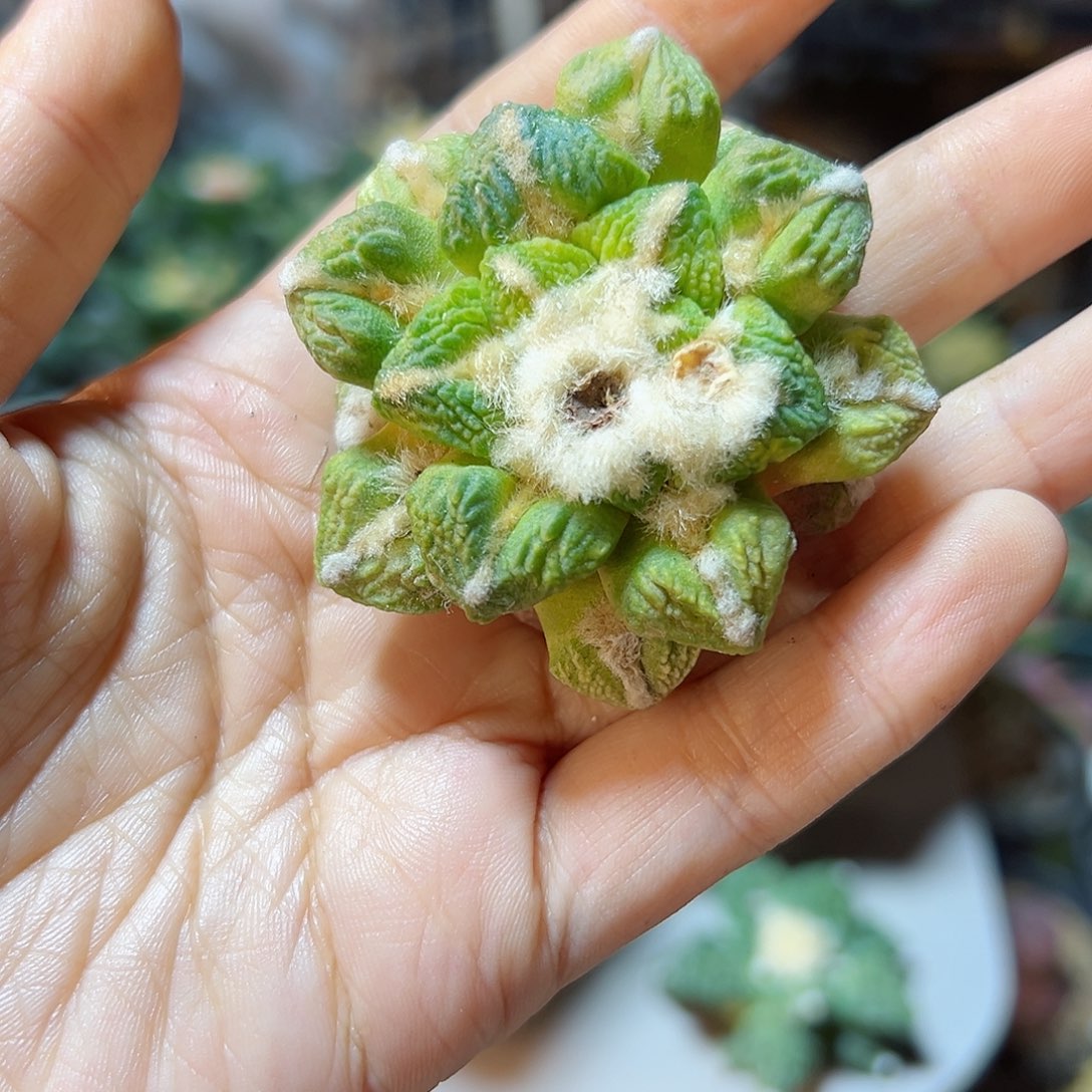 晚27号大尤黑牡丹锦无根5.4公分