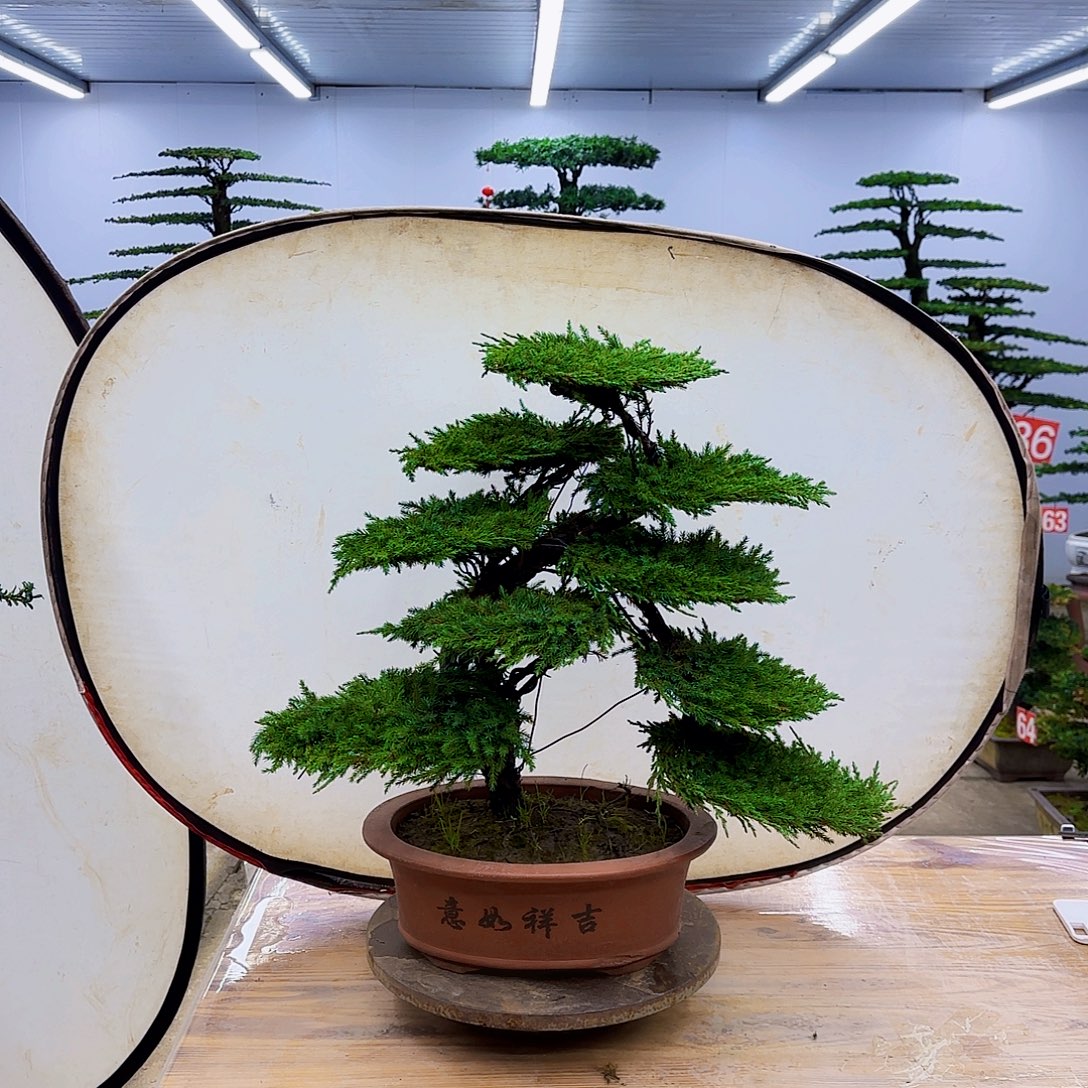 无花朵盆景直播间