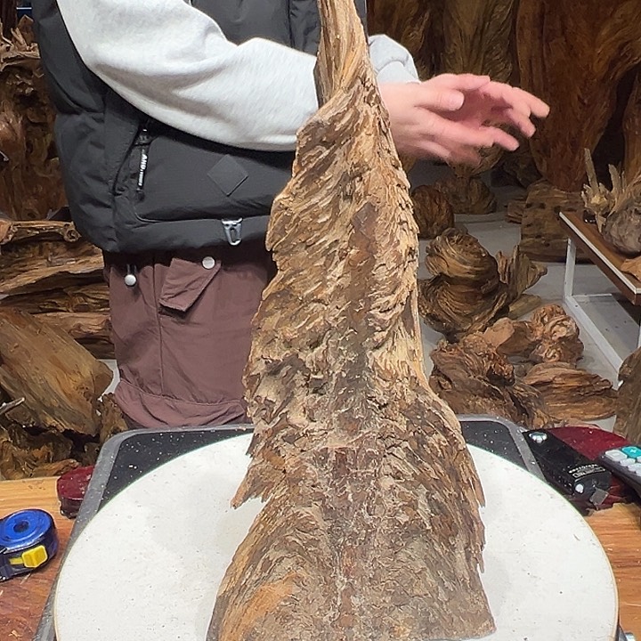 松木（琥珀木）文*