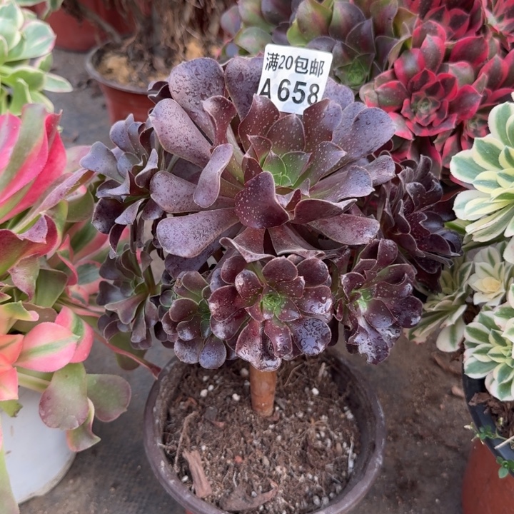 满20包邮，658欧紫