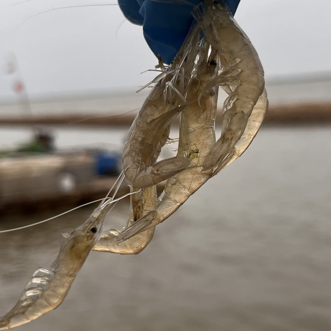 黄海湾生态保护区海水小白虾现捕现捞液氮锁鲜顺丰到家