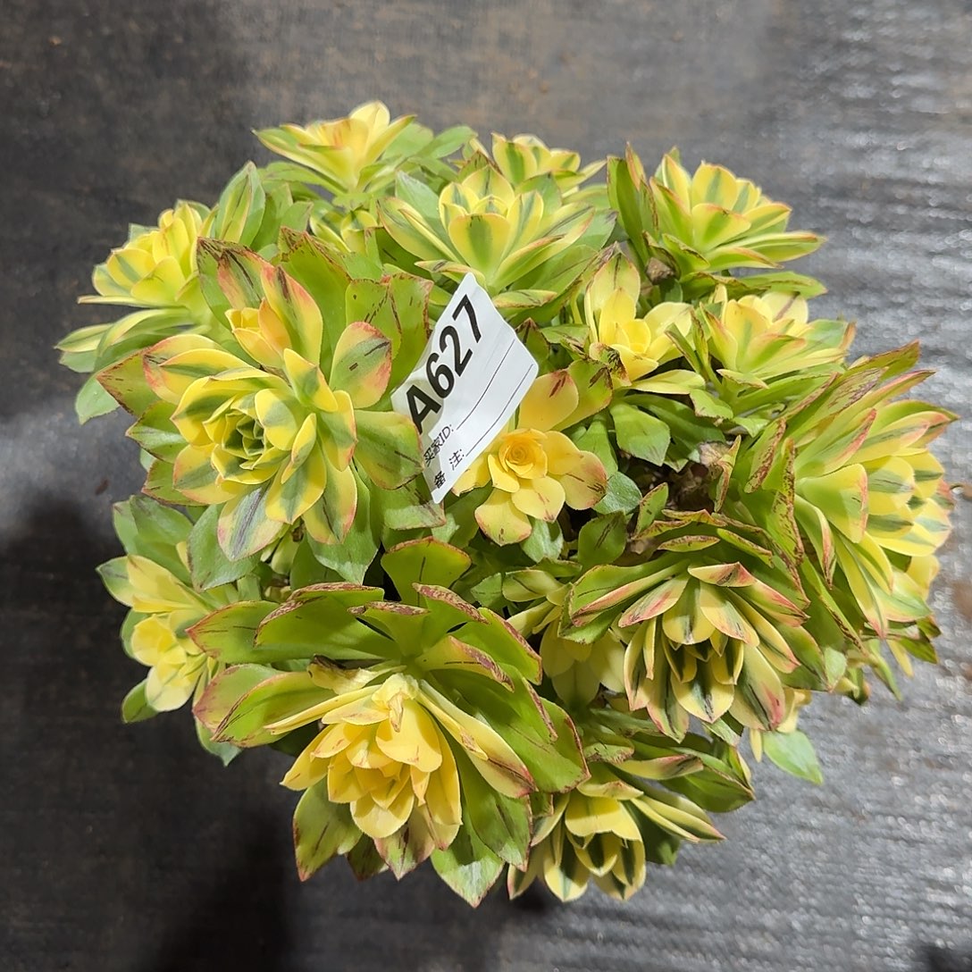 *****荷花多肉法师a627