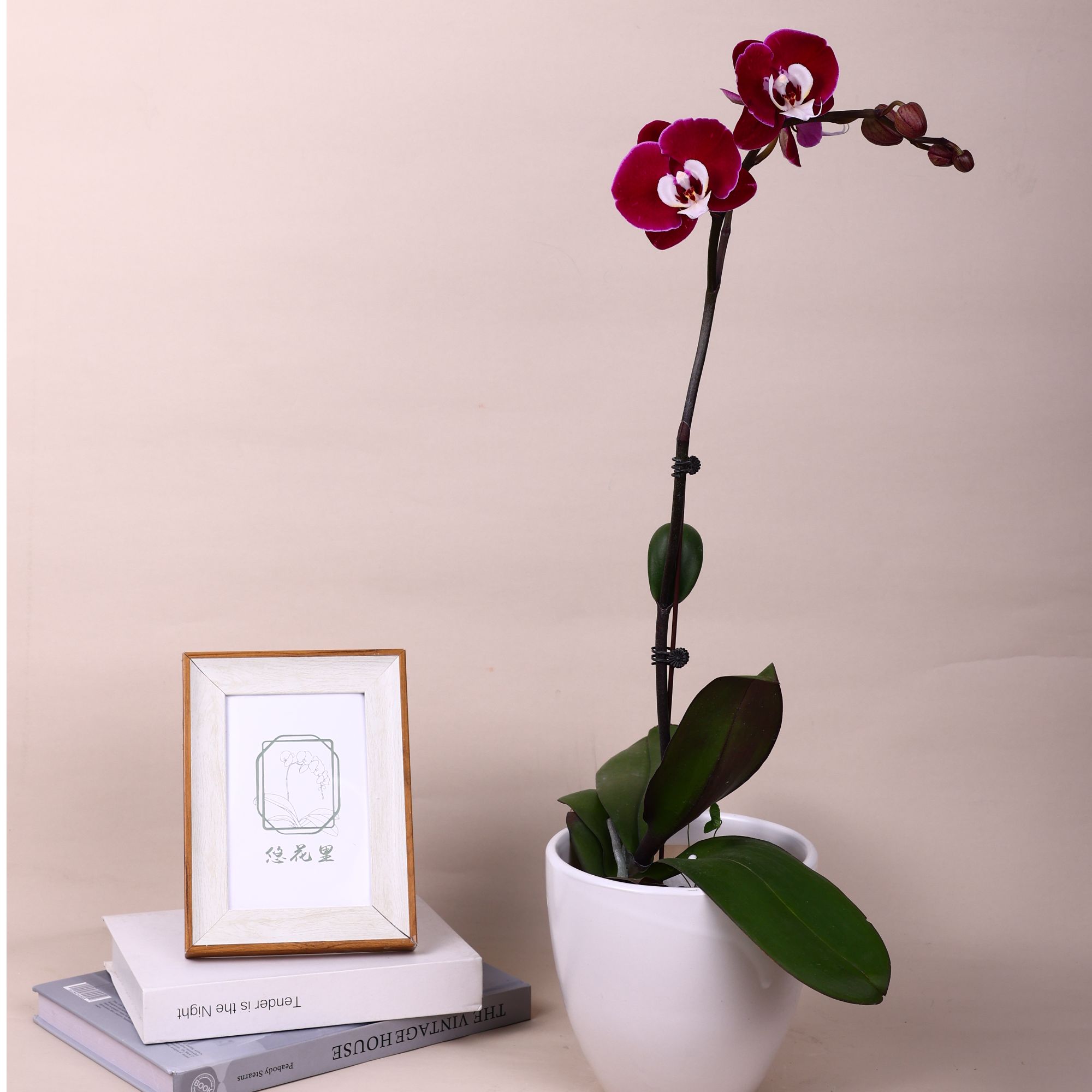 悠花里蝴蝶兰 超S级【3.0寸加高杯米歇尔带花带花苞】开花珠发货