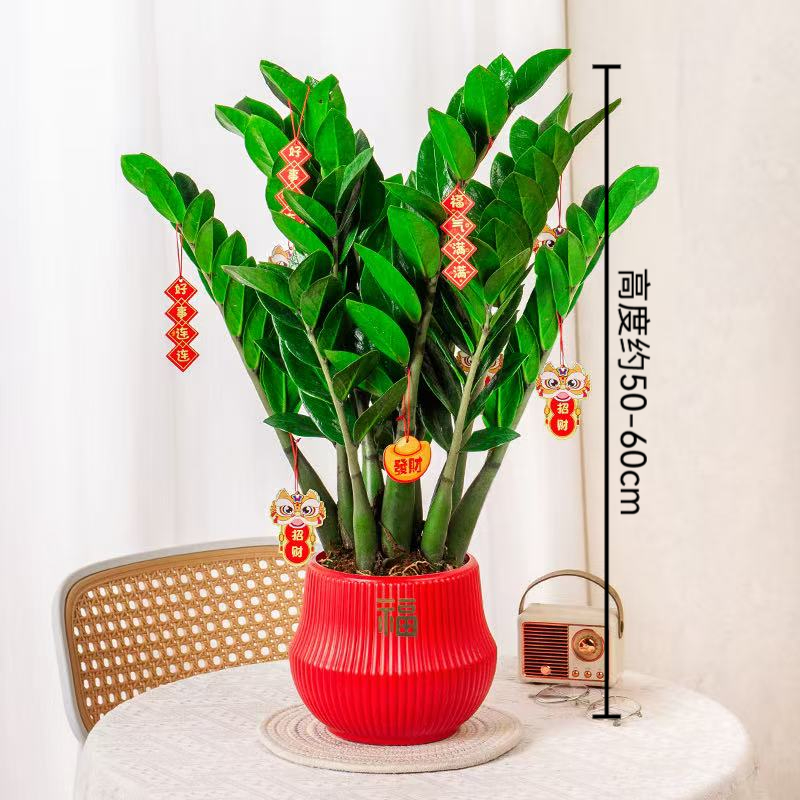 红色宝塔盆金钱树钱串子50-60cm客厅绿植盆栽耐旱四季常青8-10株