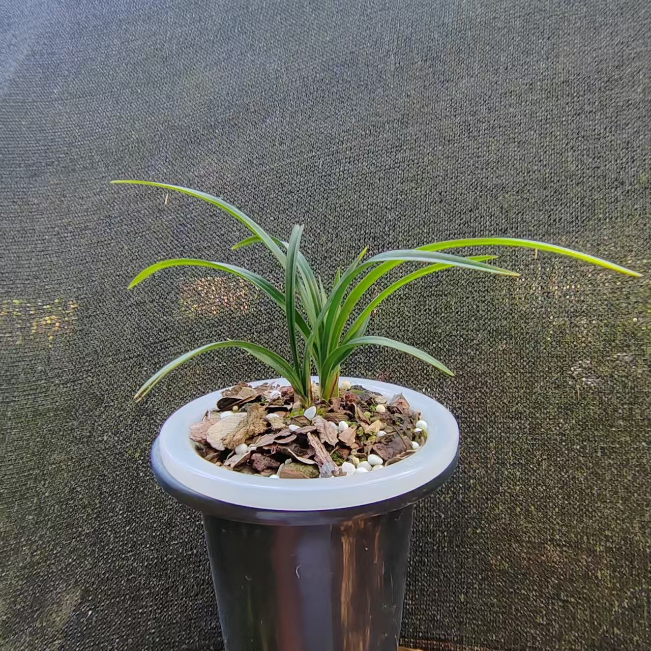 绿植花卉《品种以直播间所拍为准》