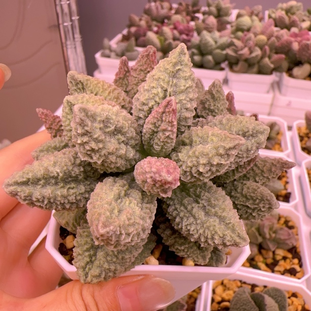 特价 实生新品整株多肉水泡 一物一拍