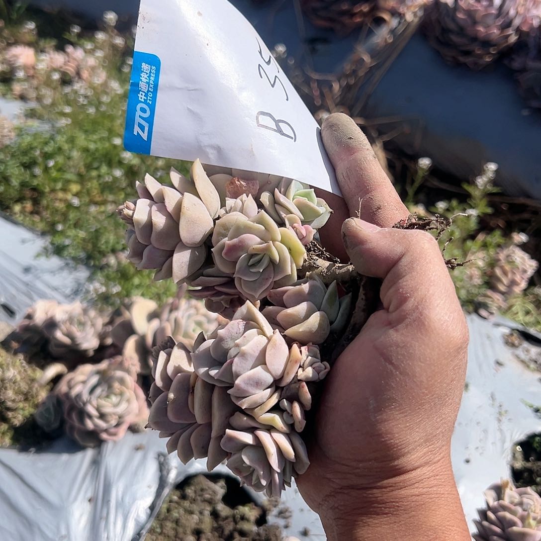 悟***9b35可爱玫瑰可爱