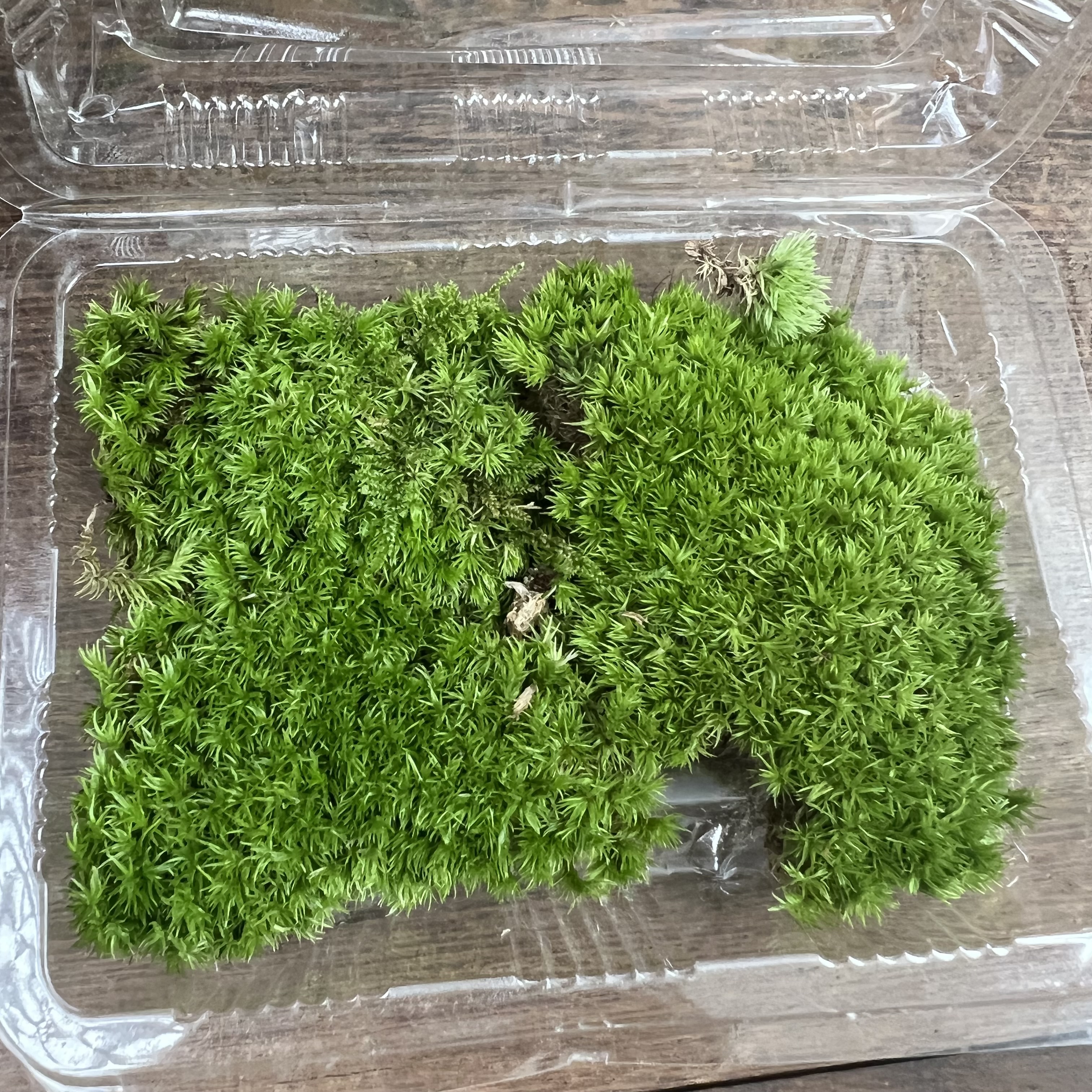 鲜活白发藓人工种植可用于乌龟缸基垫及微景观造景