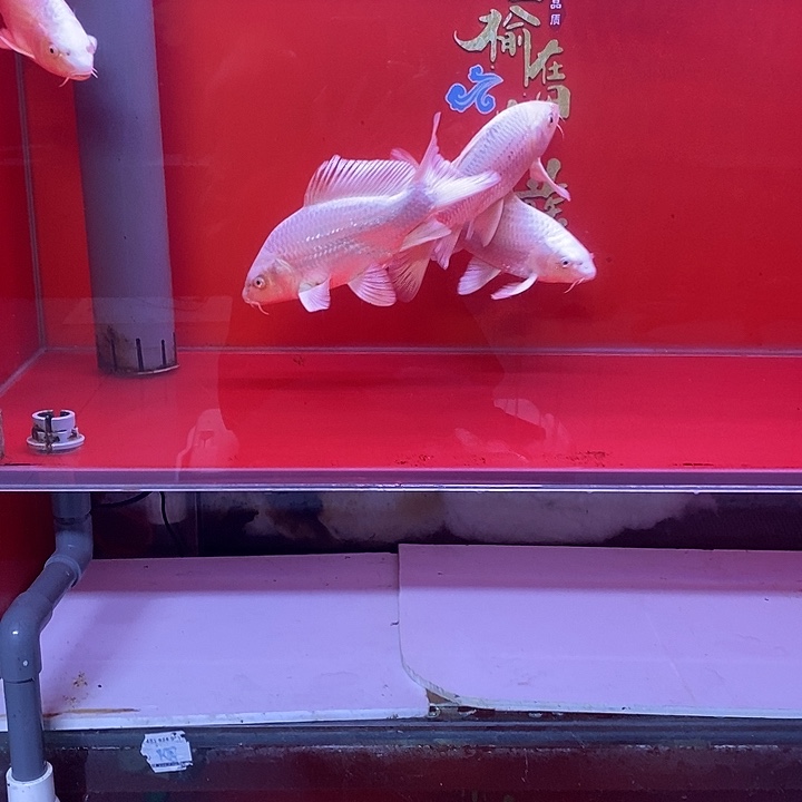 海水鱼蝴蝶鲤普身