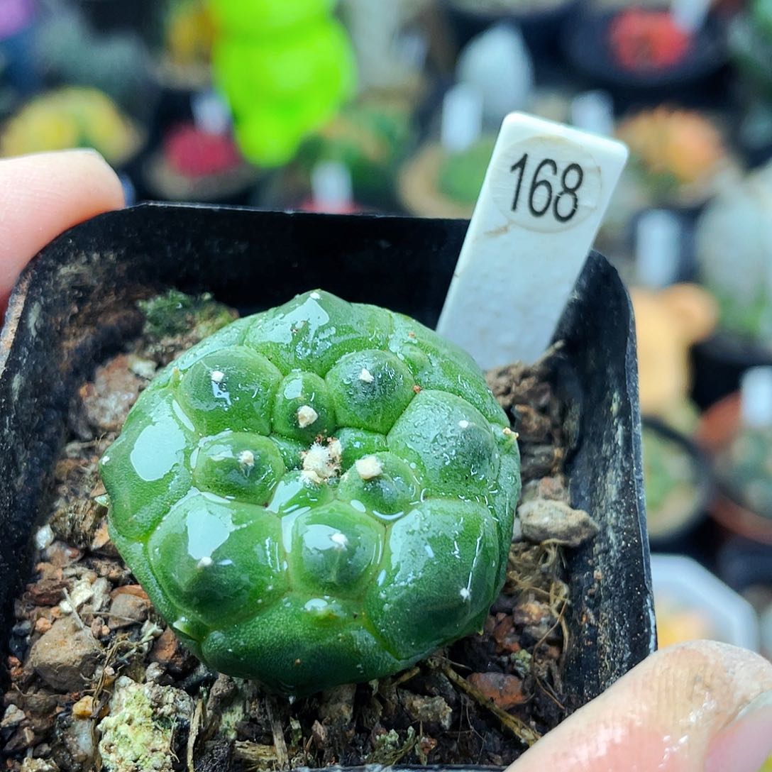 非偏远地区满25包邮仙人球