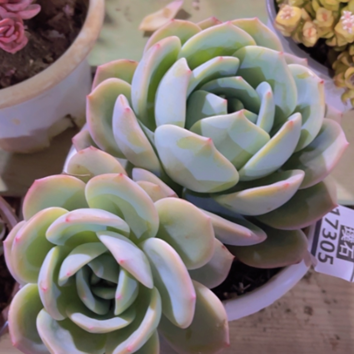 【闪购商品】凤橙17305