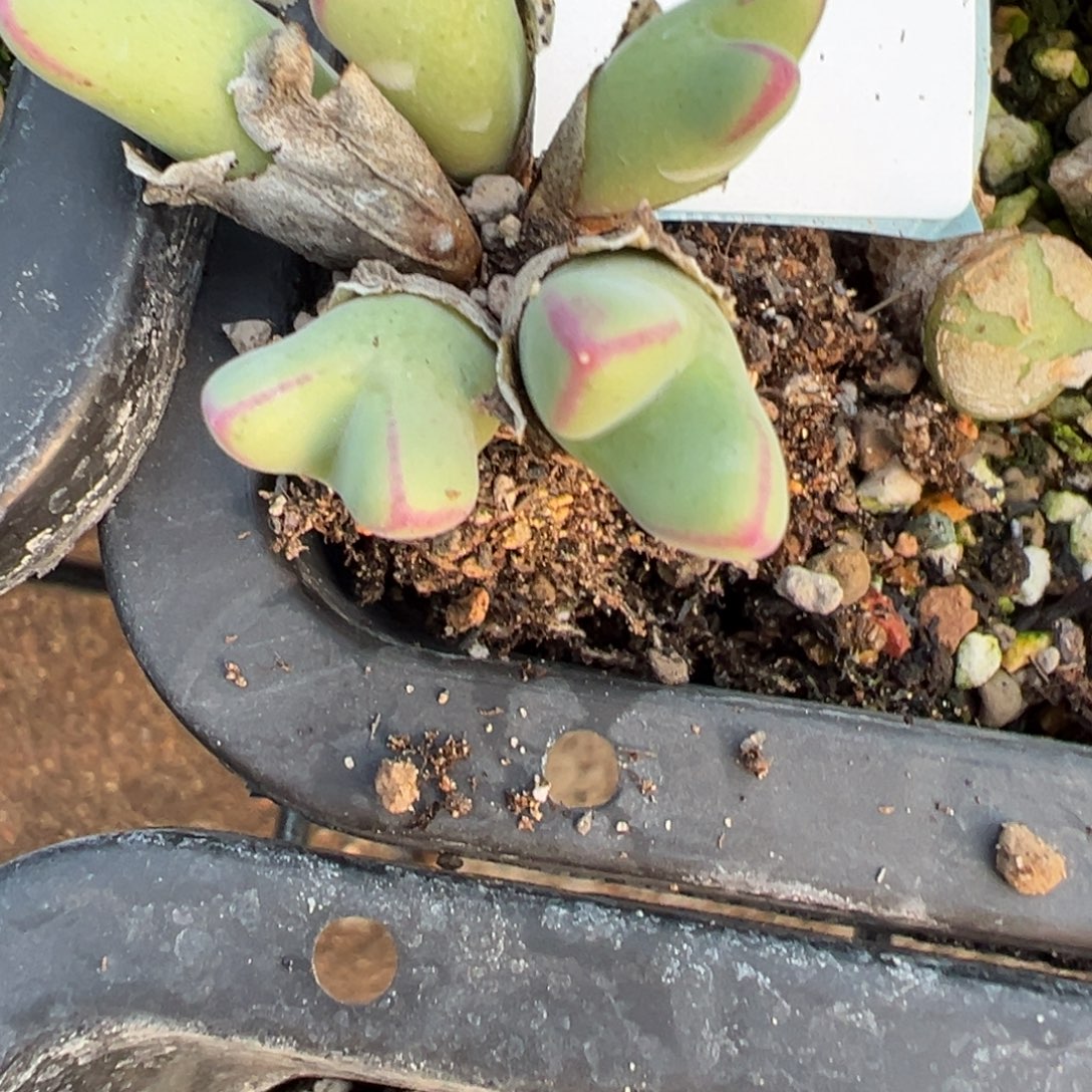 叶***宝26-69肉锥多肉植物