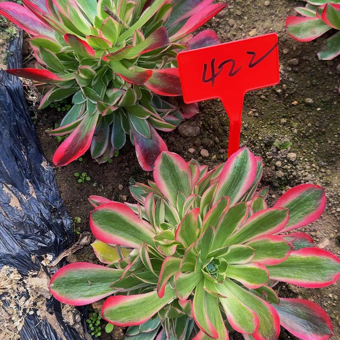 小*422女郎寄养哦哦