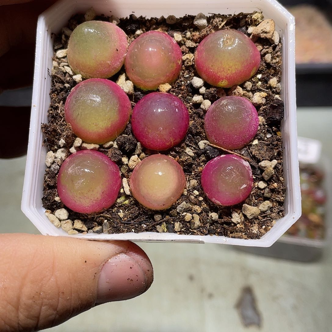 742当天凑满十八元包邮生石花