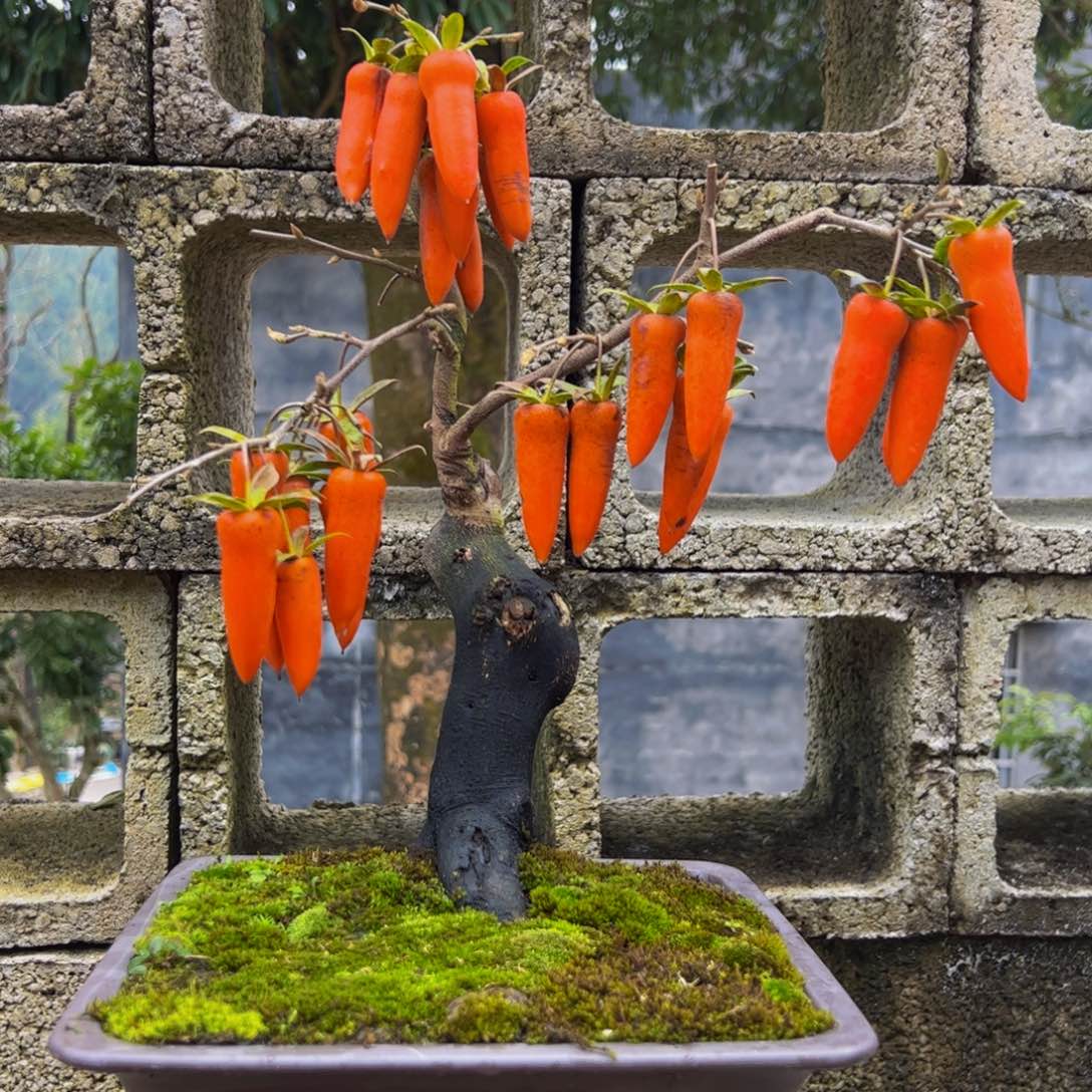 无花朵梦之辣盆景