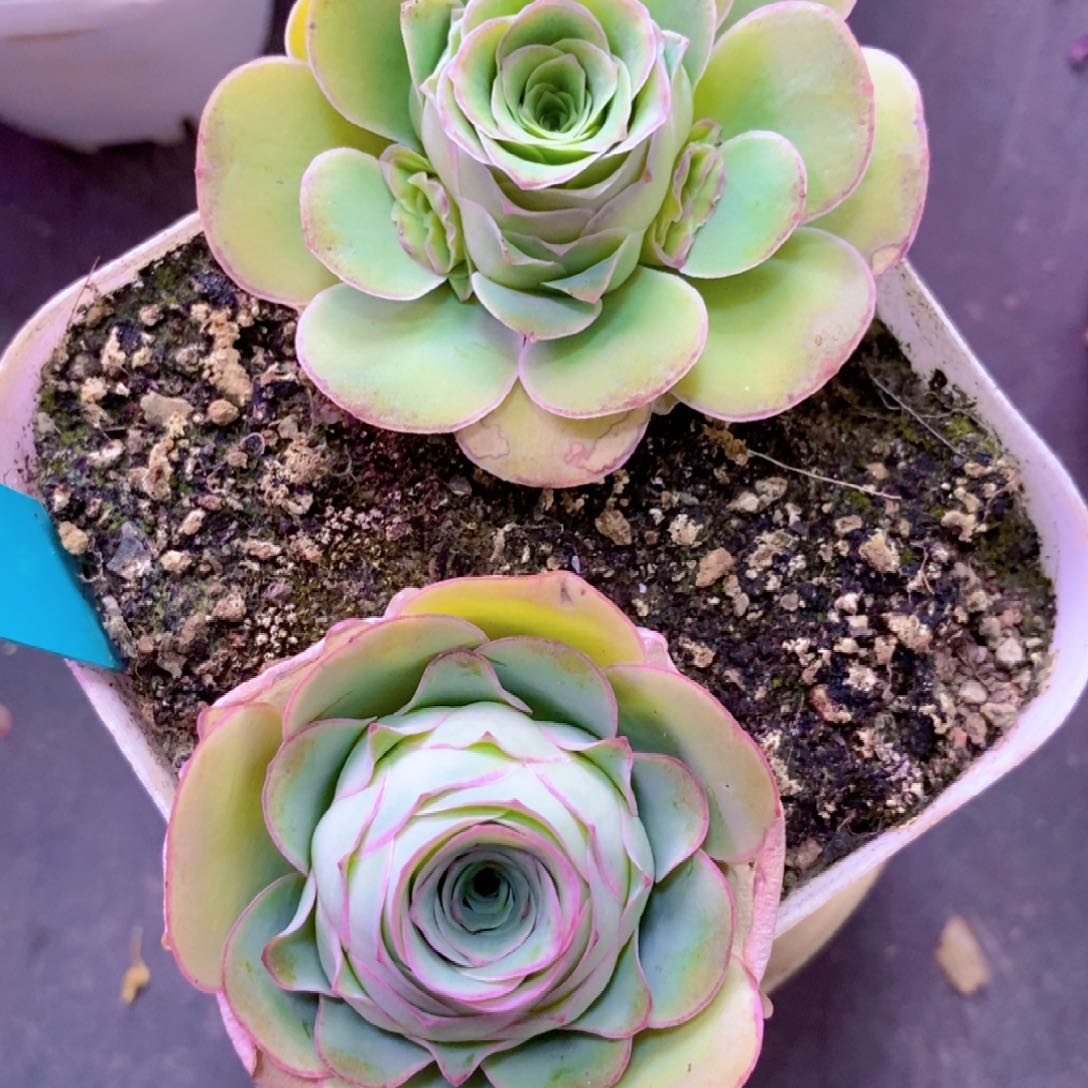 山地玫瑰新粉福利一物一拍355大帕高山