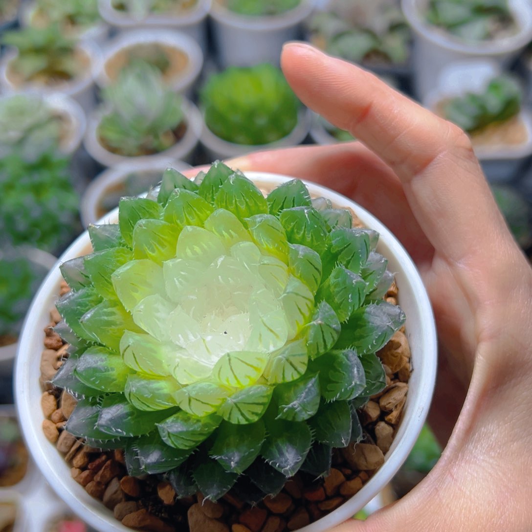 宝莲灯玉露多肉多肉