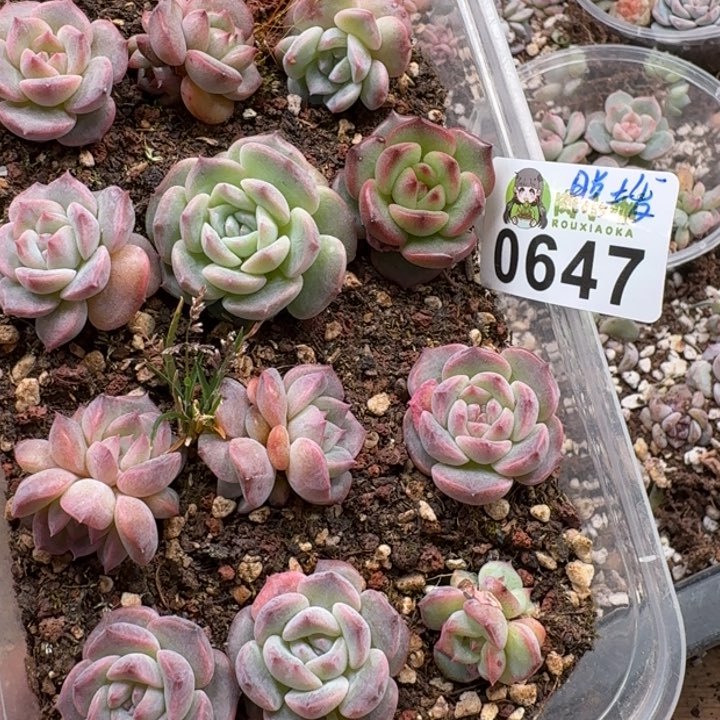 留*多肉植物多肉植物