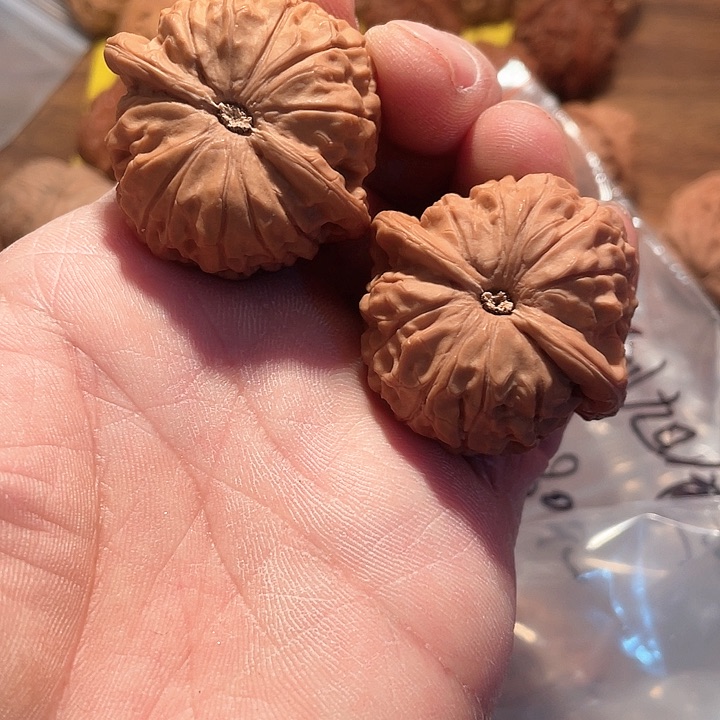 大叶紫檀（黑酸枝木类）诸****司