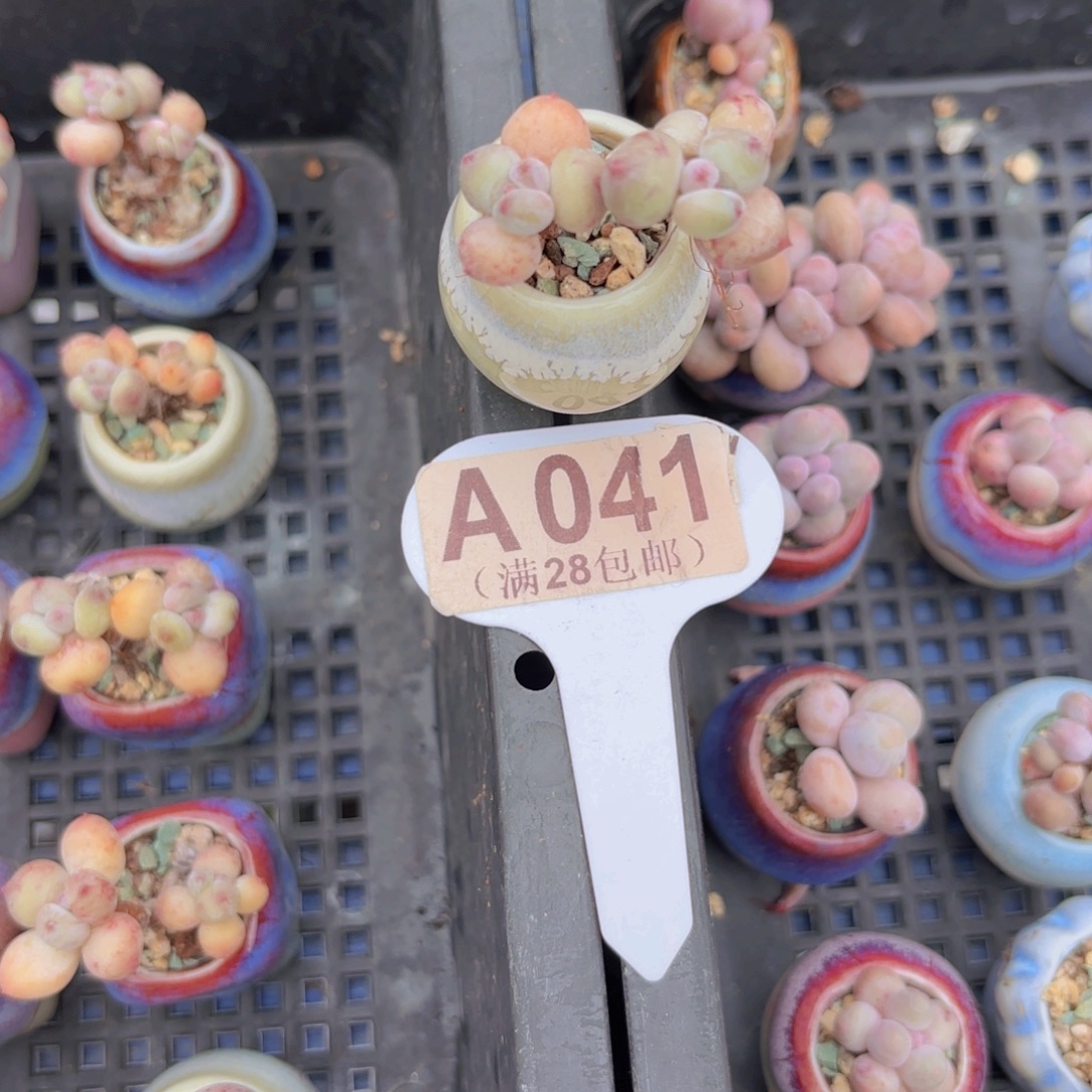 A041萤火虫yiwuyipai