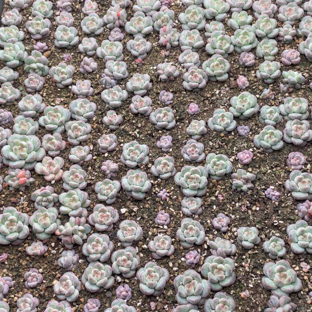 云糖心多肉植物545