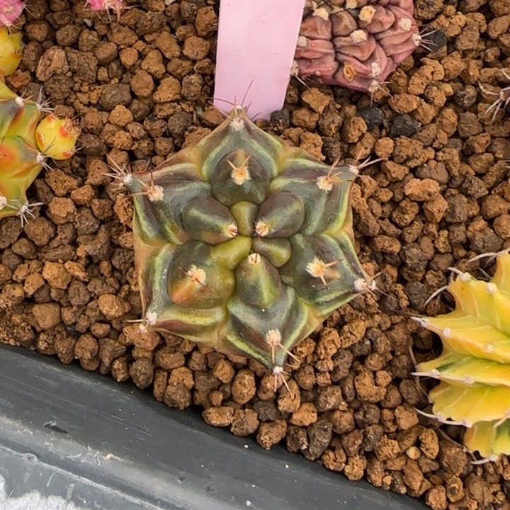 40-0125泰国发货多肉