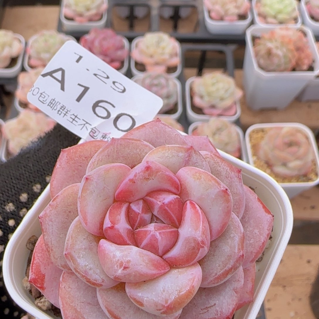 雪瓷单头一颗脱土发货