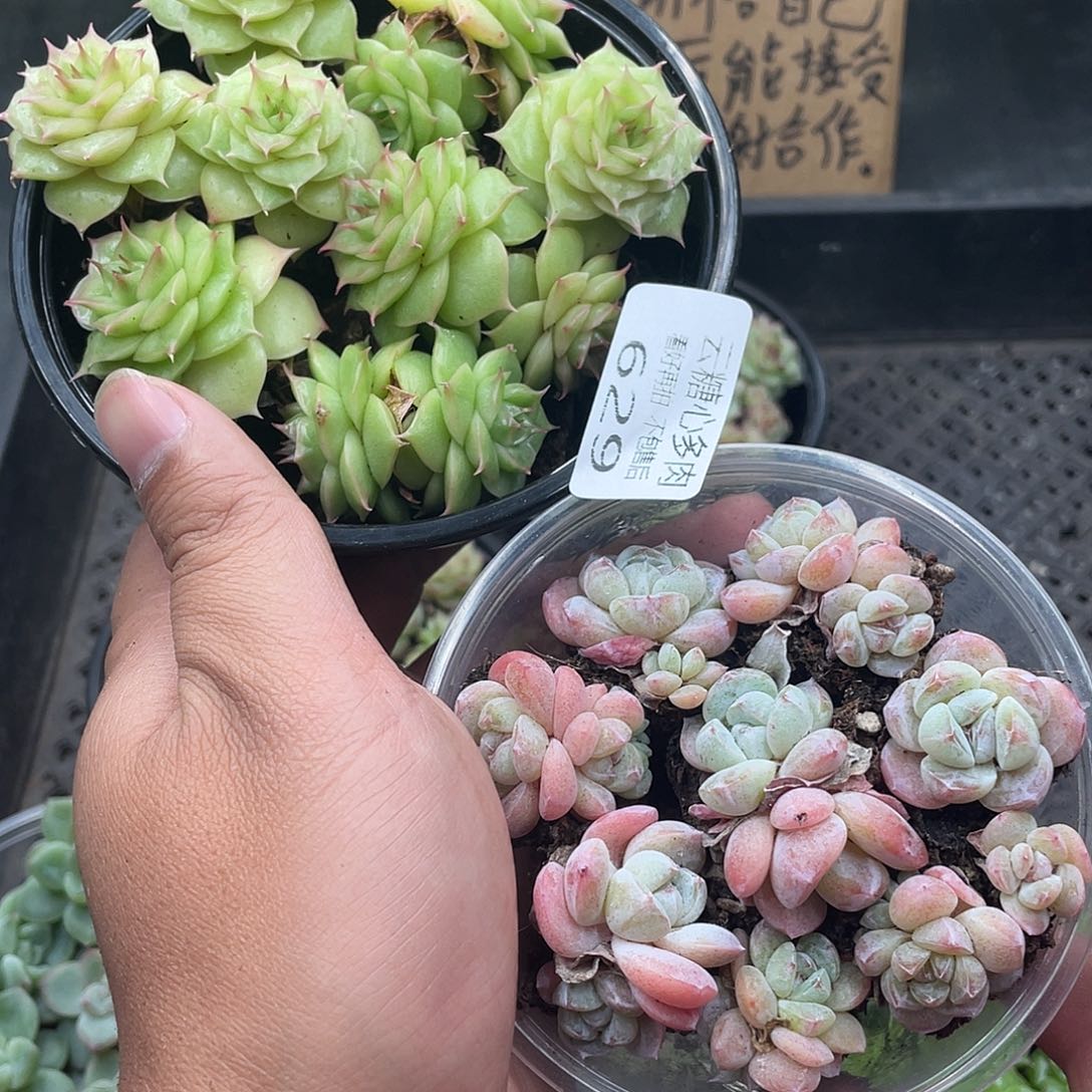 云糖心多肉植物629