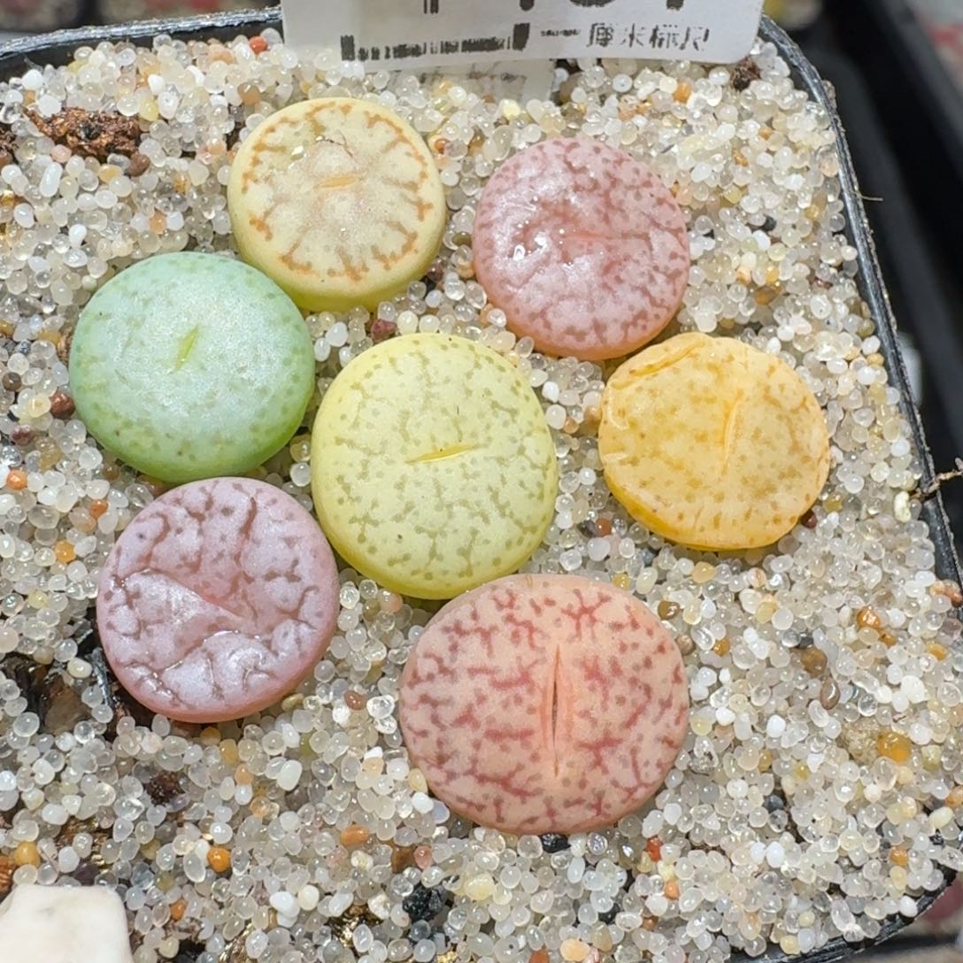 Z小黄车里去捡漏1401
