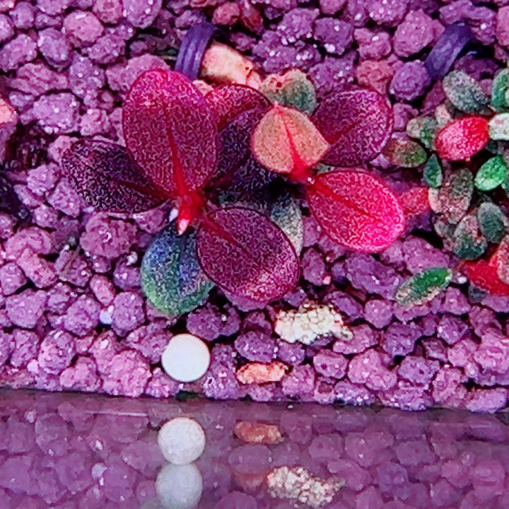 福利60号福利价一头植物（6号缸丛