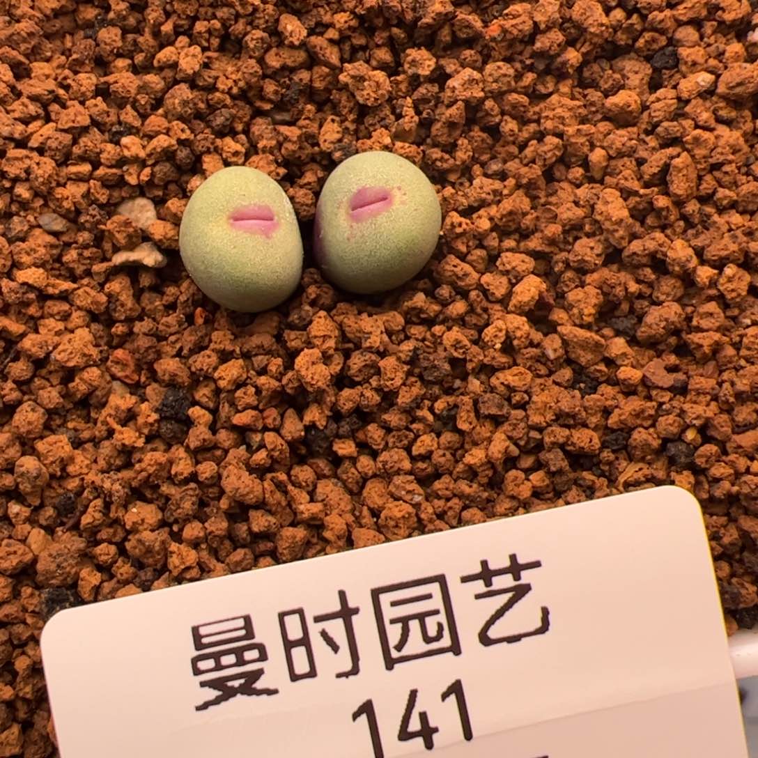 2.7小红嘴多肉植物141