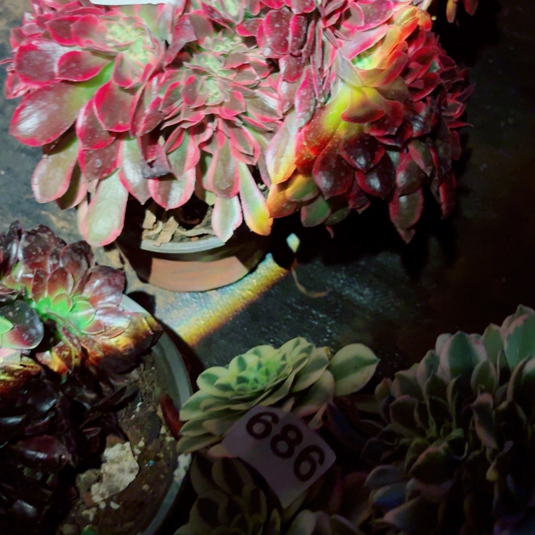 你687 号多肉法师植物特价