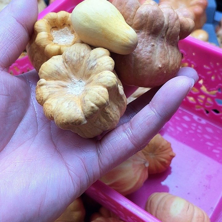 记***好墨西哥葫芦微瑕不退不换