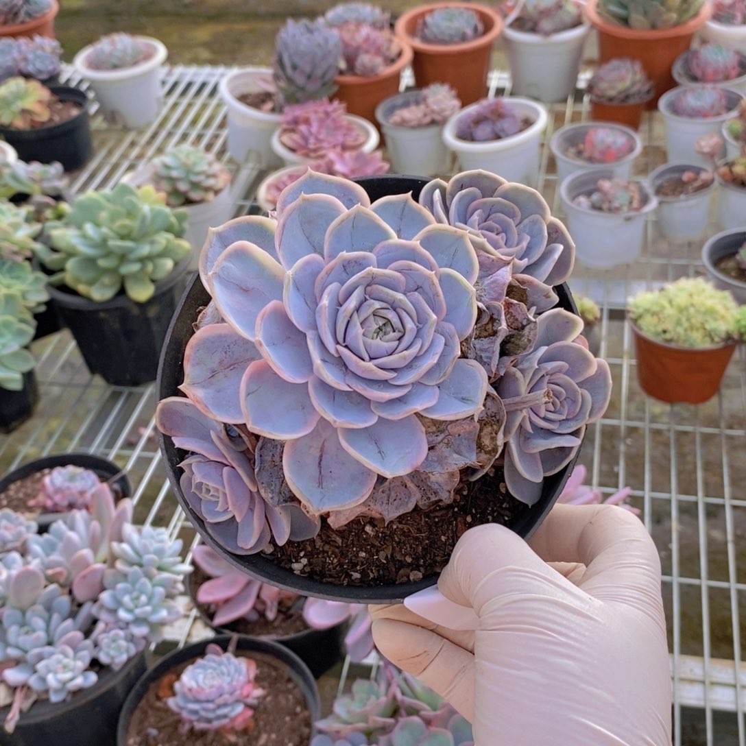 0402蓝色惊喜一物一拍