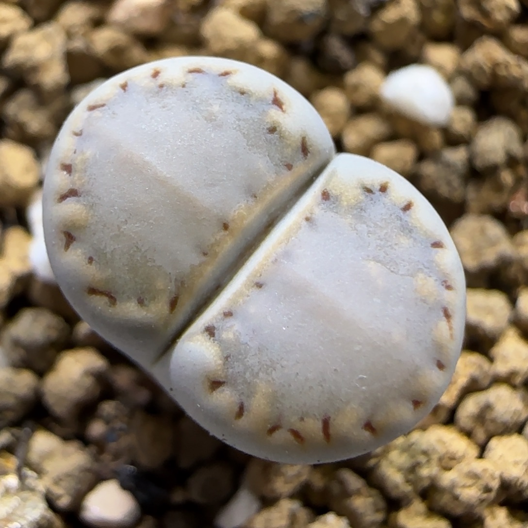 11.30。糖霜饼干福利 5004