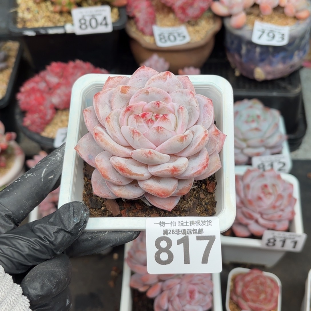 橙梦露单头无盆土发货