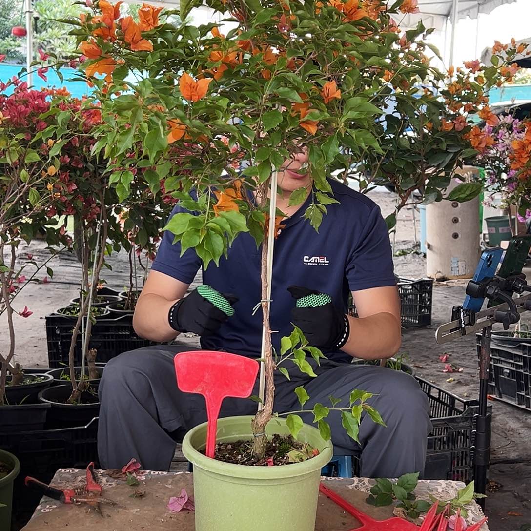 与***行大部分花苞少量开放M41橙桑巴