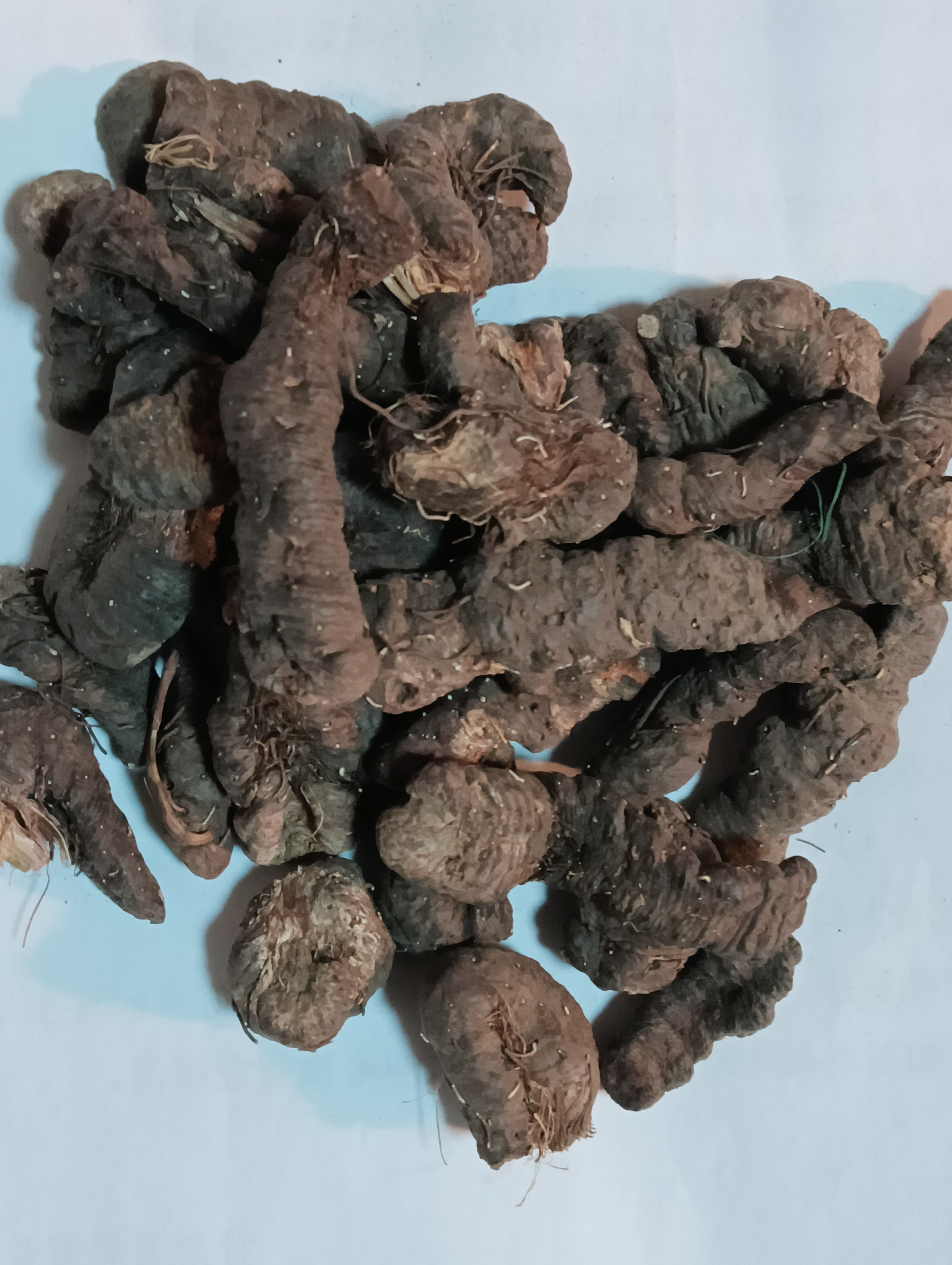 甘肃大山采挖野生紫参250克-500克包邮