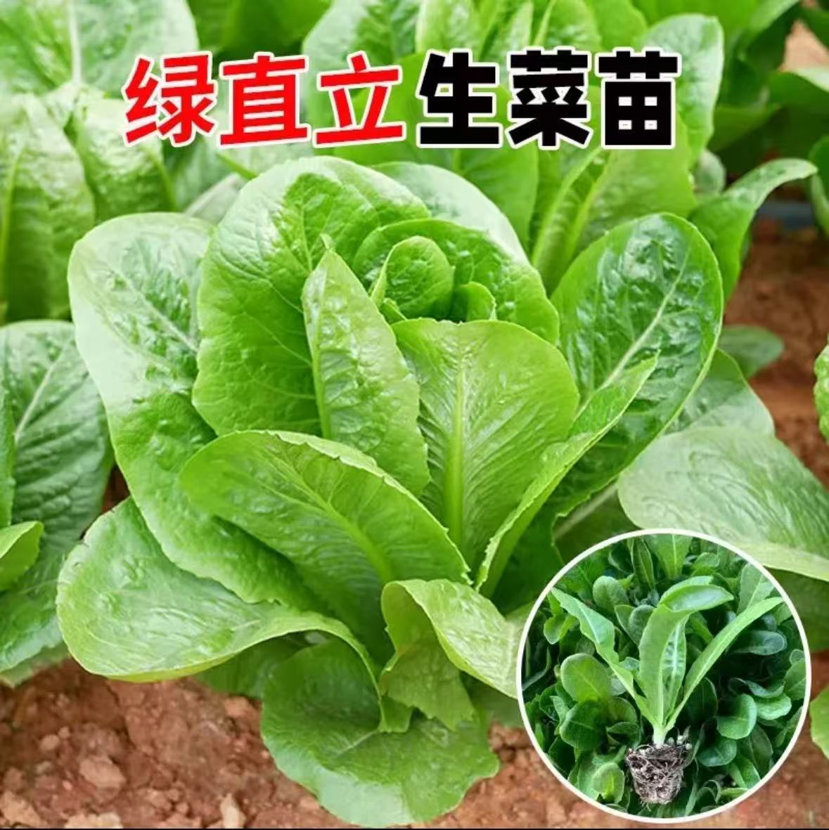 生菜苗意大利生菜秧苗罗马直立生菜苗秋季阳台盆菜蔬菜秧苗