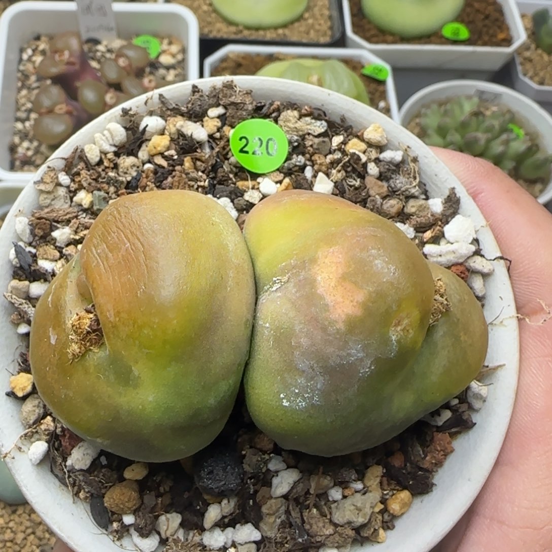 柿饼巨无霸7.1+多肉220